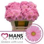 Gerbera mini Kitty*20