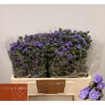 Aster Baby Blue 55cm