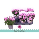 Chrysanthemum Krüsanteem indi mount aubisque 12cm