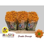 Chrysanthemum Krüsanteem SANTINI Madiba Ovada Orange*25