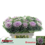 Brassica Kapsas Crane King 55cm