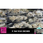 Cymbidium Tsümbiidium Antonella 60cm