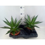 Agave shaka zulu 15cm