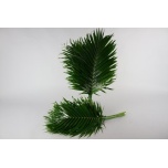 Catpalm 100cm (pk)