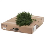 Chico Doro 35-40cm (pk)
