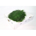 Chico teepee 65cm (pk)