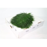 Chico teepee 60-65cm (pk)