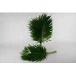Catpalm 90cm (pk)