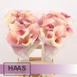 Zantedeschia Kalla 65cm Pink Melody