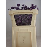 Callicarpa Iluviljak Bod Mag Lilac 70cm