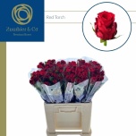 Roos 60cm Red Torch (Zuurbier & Co Int.)