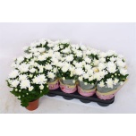 Chrysanthemum indicum grp brave 12cm