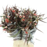 Eucalyptus mix paint Red 60cm