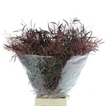 Eucalyptus paint 70cm (pk)