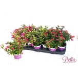 Fuchsia bella mixed 10cm