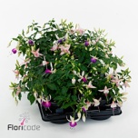 Fuchsia Fuksia bella fuchsia hanging mix 21cm