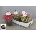 Fuchsia bella fuchsia hanging mixed 21cm