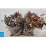Eucalyptus Populus Bes paint Red 65cm (pk)