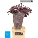 Eucalypt Populus paint 120cm (pk)