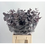 Eucalyptus Cinerea paint absorbed 50cm