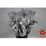 Eucalyptus Cinerea paint silver 55cm