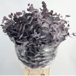 Eucalyptus Cinerea paint 65cm