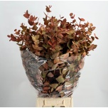 Eucalyptus Cinerea paint Autumn 70cm