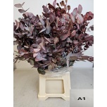 Eucalyptus Cinerea paint 70cm