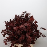 Eucalyptus Cinerea paint 70cm