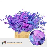 Eucalyptus Cinerea paint Mermaid 70cm (pk)