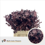Eucalyptus Cinerea paint Bordeaux 70cm (pk)