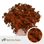 Eucalyptus Cinerea paint Orange 70cm (pk)