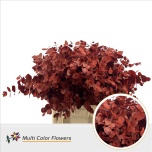 Eucalyptus Cinerea paint Red 70cm (pk)
