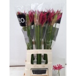 Nerine Näkilill Lady Dani 70cm