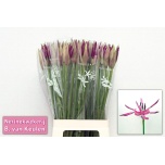 Nerine Näkilill Mister Nick 60cm