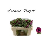 Anemone Ülane Galil Purple