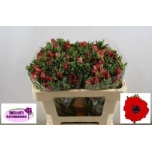 Anemone Ülane Galil Red 50cm