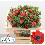 Anemone Ülane Galil Red 50cm