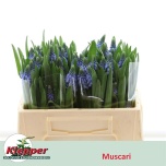 Muscari Carola