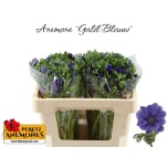 Anemone Ülane Galil Blauw