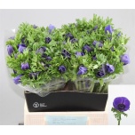 Anemone Ülane Galil Blauw