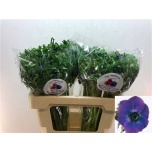 Anemone Ülane Galil Blauw
