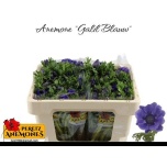 Anemone Ülane Galil Blauw