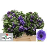 Anemone Ülane Galil Blauw