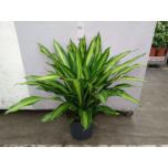 Dracaena Draakonipuu frag burley 34cm