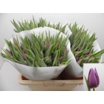 Tulp si Purple Valley
