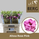 Eustoma Preeriakell Alissa Rose Pink