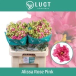 Eustoma Preeriakell Alissa Rose Pink