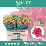 Eustoma Preeriakell Alissa Rose Pink (Lugt Lisianthus)