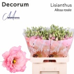 Eustoma Preeriakell Alissa Rose Pink (Montana Lisianthus/Decorum)